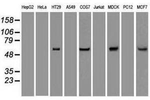 Image no. 2 for anti-Keratin 8 (KRT8) (AA 91-381) antibody (ABIN1491712) (KRT8 Antikörper  (AA 91-381))