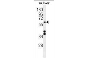Western blot analysis in mouse liver tissue lysates (35ug/lane). (CYP1A2 Antikörper  (AA 255-282))