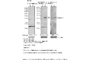 Sample Type: 1. (RAB8A Antikörper  (Middle Region))