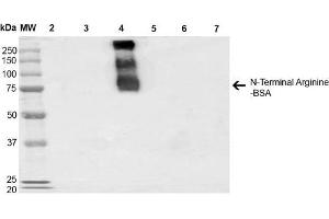 Western Blot analysis of N-terminal Arginine-BSA showing detection of 67 kDa N-terminal Arginylation protein using Mouse Anti-N-terminal Arginylation Monoclonal Antibody, Clone 4A9 . (Arginylation (N-Term) Antikörper (Biotin))