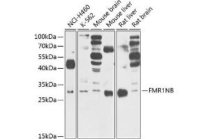 Western blot analysis of extracts of various cell lines, using FMR1NB Antibody (ABIN6132057, ABIN6140722, ABIN6140723 and ABIN6220864) at 1:1000 dilution. (FMR1NB Antikörper  (AA 90-183))