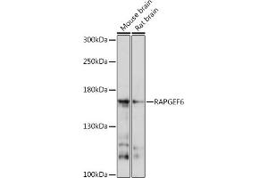 Western blot analysis of extracts of various cell lines, using R Rabbit pAb (ABIN7269851) at 1:1000 dilution. (RAPGEF6 Antikörper  (AA 145-240))