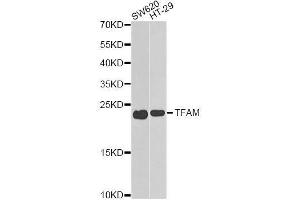 Western blot analysis of extracts of various cell lines, using TFAM antibody.
