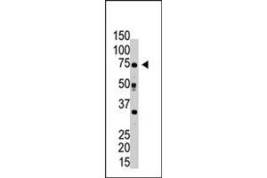 The RPN1 polyclonal antibody  is used in Western blot to detect RPN1 in HeLa cell lysate . (RPN1 Antikörper  (C-Term))
