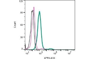 Cell surface detection of EAAT2  by direct flow cytometry in live intact Rat pheochromocytoma PC12 cells:  + Rabbit IgG Isotype Control-.