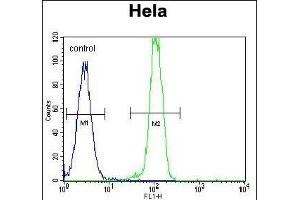 B2M Antibody (C-term) (ABIN389259 and ABIN2839397) flow cytometric analysis of Hela cells (right histogram) compared to a negative control cell (left histogram). (beta-2 Microglobulin Antikörper  (C-Term))