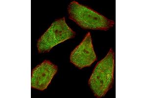 Fluorescent image of  cells stained with COL4A1 Antibody (N-term) A. (COL4A1 Antikörper  (N-Term))