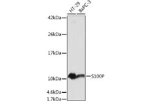 Western blot analysis of extracts of various cell lines, using S100P antibody (ABIN7270133) at 1:1000 dilution. (S100P Antikörper  (AA 1-95))