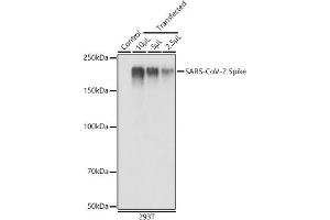 Western blot analysis of extracts of 293T cells, using SARS-CoV-2 Spike antibody (ABIN7266506) at 1:1000 dilution. (Coronavirus Spike Glycoprotein Antikörper)