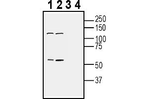 anti-Coagulation Factor II (thrombin) Receptor (F2R) (AA 66-80), (Extracellular) antibody