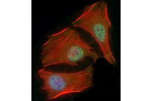 Immunofluorescent analysis of 4 % paraforldehyde-fixed, 0. (SMAD1 Antikörper  (AA 20-330))