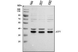 Western blot analysis of ATF1 using anti-ATF1 antibody (ABIN3043723). (AFT1 Antikörper  (AA 1-271))