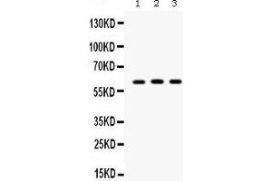 Western blot analysis of Staufen expression in PANC whole cell lysates (lane 1), A549 whole cell lysates (lane 2) and 293T whole cell lysates (lane 3). (STAU1/Staufen Antikörper  (C-Term))