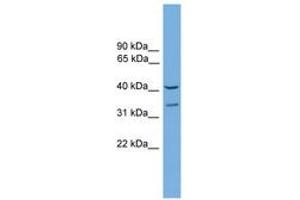 Image no. 1 for anti-Forkhead Box S1 (FOXS1) (AA 251-300) antibody (ABIN6744562) (FOXS1 Antikörper  (AA 251-300))