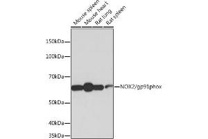 Western blot analysis of extracts of various cell lines, using NOX2/gp91phox antibody (ABIN7266629) at 1:1000 dilution. (CYBB Antikörper)