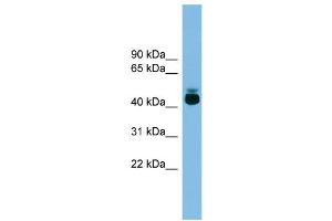WB Suggested Anti-GPR87 Antibody Titration: 0. (GPR87 Antikörper  (Middle Region))