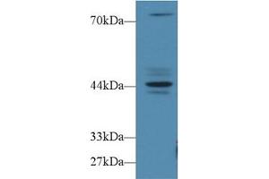 Western blot analysis of Human MCF7 cell lysate, using Human FBS Antibody (1 µg/ml) and HRP-conjugated Goat Anti-Rabbit antibody (