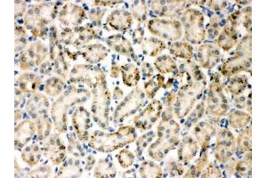 IHC-P testing of TIMP4 antibody and rat kidney tissue (TIMP4 Antikörper  (AA 208-224))