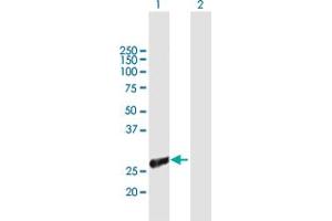 Western Blot analysis of TIAL1 expression in transfected 293T cell line by TIAL1 MaxPab polyclonal antibody.