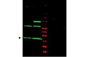 Western blot using  Affinity Purified anti-MAD2L1 antibody shows detection of a predominant band at ~24 kDa corresponding to MAD2L1 (arrowhead) present in Jurkat (lane 1) and HeLa (lane 2) whole cell lysates using the 800 nm channel (green).