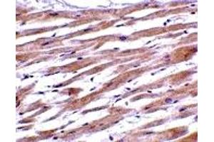 Immunohistochemistry (IHC) image for anti-Uracil-DNA Glycosylase (UNG) (C-Term) antibody (ABIN1030793) (UNG Antikörper  (C-Term))