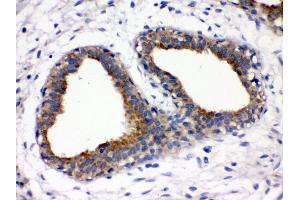 Immunohistochemistry (IHC) image for anti-Fucosyltransferase 1 (Galactoside 2-alpha-L-Fucosyltransferase, H Blood Group) (FUT1) (AA 134-164), (N-Term) antibody (ABIN3042410)