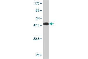 Western Blot detection against Immunogen (49. (IGSF6 Antikörper  (AA 29-241))