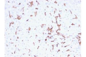 Formalin-fixed, paraffin-embedded human Spleen stained with AIF1 / Iba1 Mouse Monoclonal Antibody (AIF1/2493). (Iba1 Antikörper  (AA 1-146))