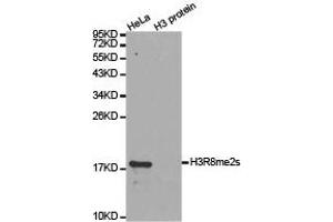 Western blot analysis of extracts of HeLa cell line and H3 protein expressed in E. (Histone 3 Antikörper  (H3R8me2s))