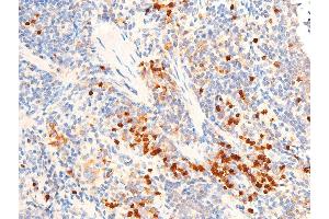 ABIN6267067 at 1/100 staining mouse spleen tissue sections by IHC-P. (TGFB1 Antikörper  (C-Term))