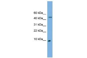 ENSA antibody used at 1 ug/ml to detect target protein. (Ensa Antikörper  (N-Term))
