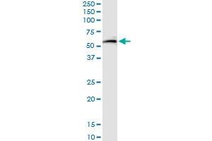 Immunoprecipitation of GSR transfected lysate using anti-GSR MaxPab rabbit polyclonal antibody and Protein A Magnetic Bead , and immunoblotted with GSR purified MaxPab mouse polyclonal antibody (B01P) . (Glutathione Reductase Antikörper  (AA 1-522))