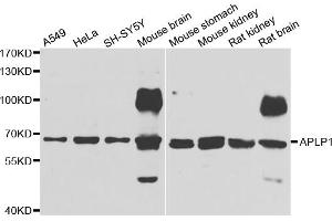 Western blot analysis of extracts of various cell lines, using APLP1 antibody (ABIN5975741) at 1/1000 dilution. (APLP1 Antikörper)