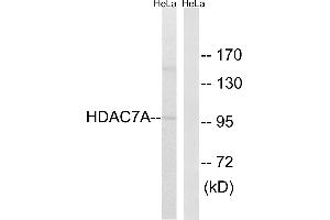 Western blot analysis of extracts from HeLa cells, using HDAC7A(Ab-155) antibody. (HDAC7 Antikörper  (Ser155))