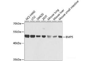 Western blot analysis of extracts of various cell lines using BMP5 Polyclonal Antibody at dilution of 1:1000. (BMP5 Antikörper)