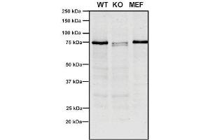Western Blot analysis of Human, Mouse A549, MEF showing detection of VPS35 protein using Mouse Anti-VPS35 Monoclonal Antibody, Clone 10A8 (ABIN6932998). (VPS35 Antikörper  (FITC))