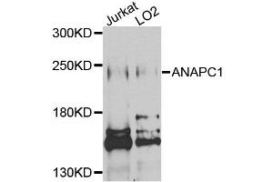 Western blot analysis of extracts of various cell lines, using ANAPC1 antibody (ABIN5971813) at 1/1000 dilution. (APC1 Antikörper)
