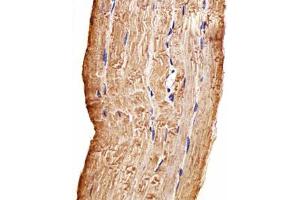 Immunohistochemical staining of formalin-fixed and paraffin-embedded human skeletal muscle section reacted with MAP4K3 monoclonal antibody  at 1:100 dilution. (MAP4K3 Antikörper)