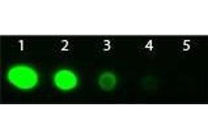 Dot Blot of Goat Fab2 anti-Rabbit IgG Antibody Fluorescein Conjugated Pre-Absorbed. (Ziege anti-Kaninchen IgG (Heavy & Light Chain) Antikörper (FITC) - Preadsorbed)