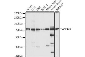 Western blot analysis of extracts of various cell lines, using ZNF133 antibody (ABIN7271454) at 1:1000 dilution. (ZNF133 Antikörper  (AA 1-220))