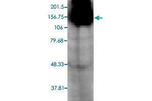 Western blot analysis in Hcn4 transfected HEK cell with Hcn4 monoclonal antibody, clone S114-10 . (HCN4 Antikörper  (AA 1019-1198))