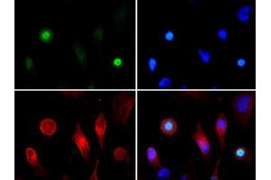 Immunofluorescence Microscopy of Rabbit Anti-Histone H3 [ac Lys4, p Thr3] Antibody. (Histone 3 Antikörper  (H3K4ac, pThr3))