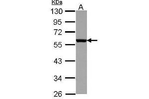 WB Image Sample (30 ug of whole cell lysate) A: K562 10% SDS PAGE antibody diluted at 1:10000