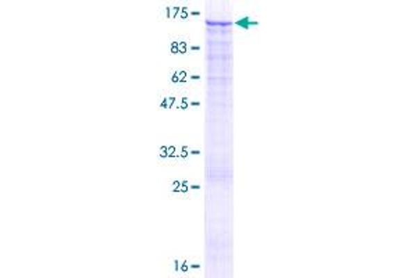 EZH2 Protein (AA 1-751) (GST tag)