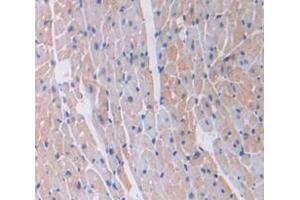 IHC-P analysis of Mouse Tissue, with DAB staining. (Laminin gamma 1 Antikörper  (AA 1228-1404))