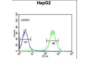 ARSI Antibody (C-term) (ABIN653875 and ABIN2843126) flow cytometric analysis of HepG2 cells (right histogram) compared to a negative control cell (left histogram). (Arylsulfatase I Antikörper  (C-Term))