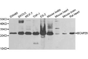 Western blot analysis of extracts of various cell lines, using BCAP29 antibody. (BCAP29 Antikörper  (AA 125-241))