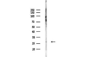 Western blot analysis of lysates from K562 cells(UV,30 min treatment), using PAEP Antibody at 1/1000 dilution.