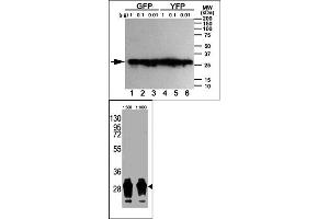 Western Blotting (WB) image for anti-Green Fluorescent Protein (GFP) antibody (ABIN356346)