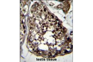 TBCEL Antibody immunohistochemistry analysis in formalin fixed and paraffin embedded human testis tissue followed by peroxidase conjugation of the secondary antibody and DAB staining. (TBCEL Antikörper  (C-Term))